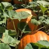 DJ's Berry Patch photo