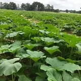 DJ's Berry Patch photo