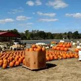 DJ's Berry Patch photo