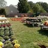 DJ's Berry Patch photo