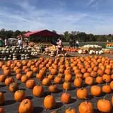DJ's Berry Patch photo