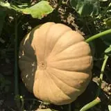 DJ's Berry Patch photo