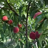 Rennie Orchards photo