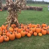 Rennie Orchards photo