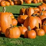 Moss Bluff United Methodist Church Pumpkin Patch photo
