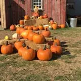 Bomke's Patch photo