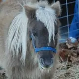 Bomke's Patch photo