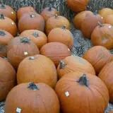 Waldoch Farm Corn Maze photo