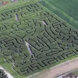 Waldoch Farm Corn Maze photo
