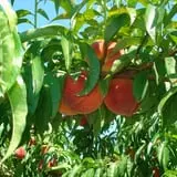 Eastmont Orchards photo