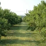 Eastmont Orchards photo