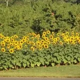 Eastmont Orchards photo