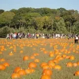 Eastmont Orchards photo