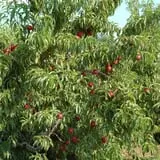 Eastmont Orchards photo