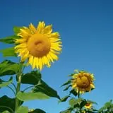 Eastmont Orchards photo