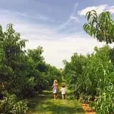 Eastmont Orchards photo