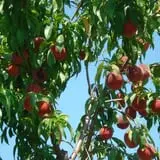 Eastmont Orchards photo