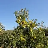 Eastmont Orchards photo