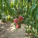 Eastmont Orchards photo