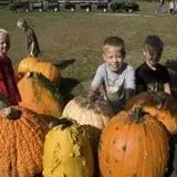Poppy's Pumpkin Patch photo