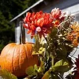 Poppy's Pumpkin Patch photo
