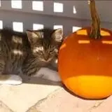 Poppy's Pumpkin Patch photo