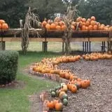 Poppy's Pumpkin Patch photo