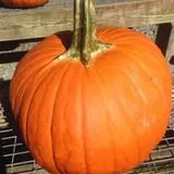 Tranquillity Farms Fall Fest photo