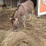 Tranquillity Farms Fall Fest photo