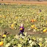 Eckert's Millstadt Farm Haunted Hayrides photo