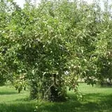 Heritage Orchard photo