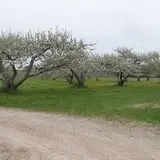 Heritage Orchard photo