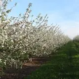 Heritage Orchard photo