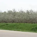 Heritage Orchard photo