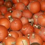 Fawcett Farms photo
