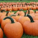 Fawcett Farms photo