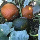 Fawcett Farms photo