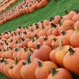 Fawcett Farms photo