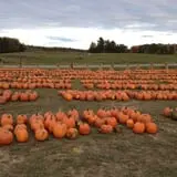 Fawcett Farms photo
