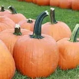 Fawcett Farms photo