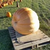 Fawcett Farms photo