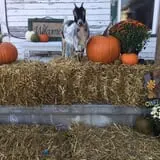 Fawcett Farms photo