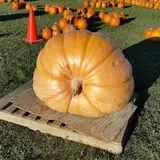 Fawcett Farms photo