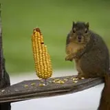 Fawcett Farms photo