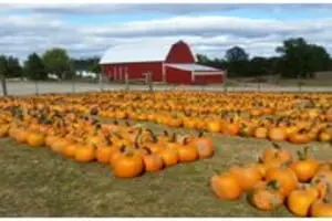 Fawcett Farms