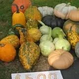 Strong Family Farm Harvest Festival photo
