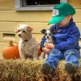 Strong Family Farm Harvest Festival photo
