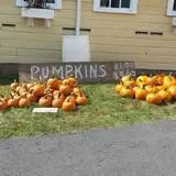 Strong Family Farm Harvest Festival photo