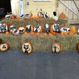 Strong Family Farm Harvest Festival photo