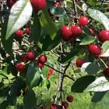 Allen's Orchard photo